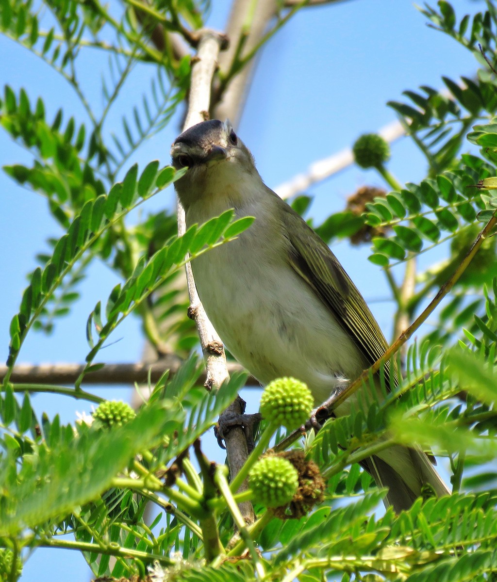 Red-eyed Vireo - ML432780101