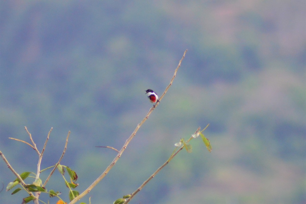 Black-belted Flowerpecker - ML432780291