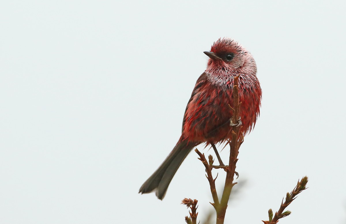 Pink-headed Warbler - ML43278071