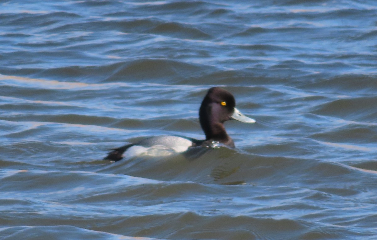 Lesser Scaup - Fred Dike