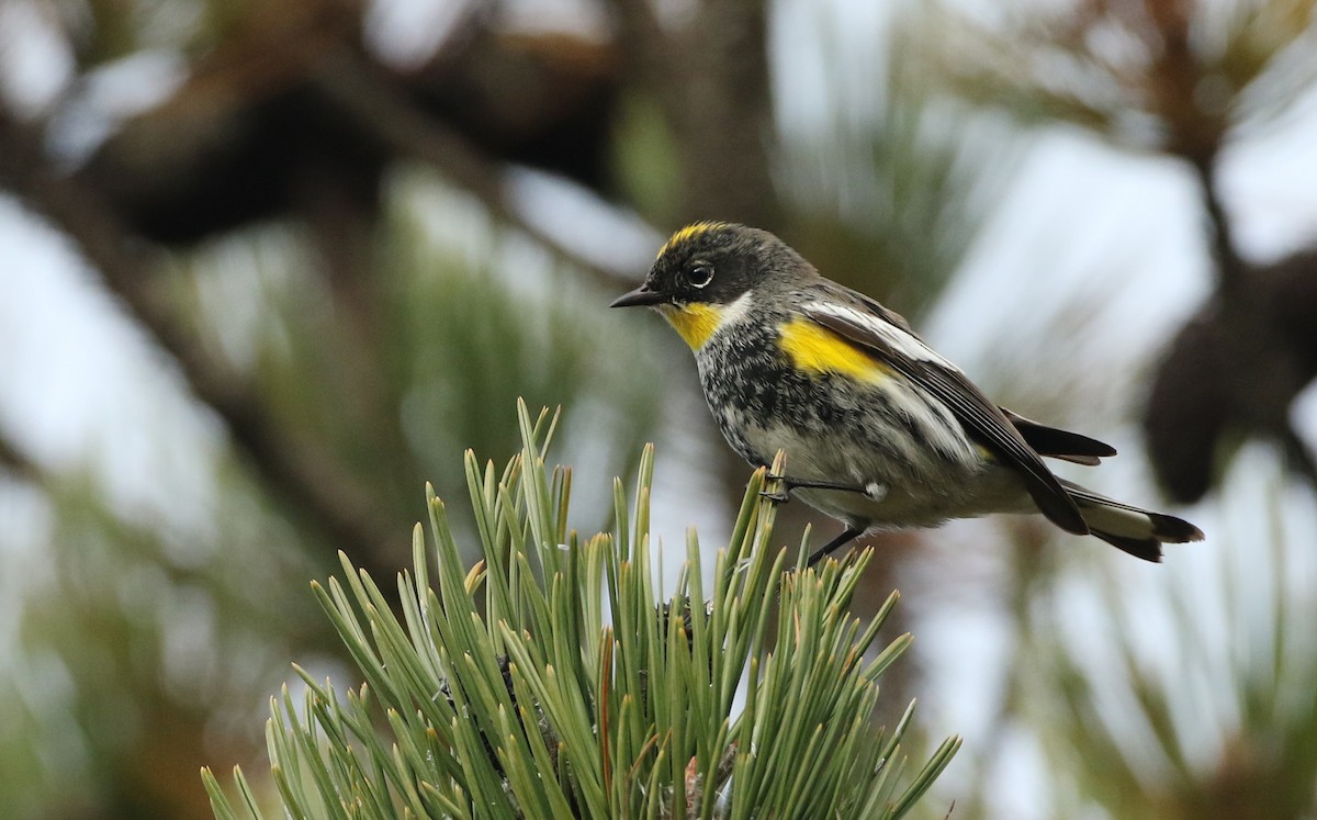 Yellow-rumped Warbler (Goldman's) - Luke Seitz