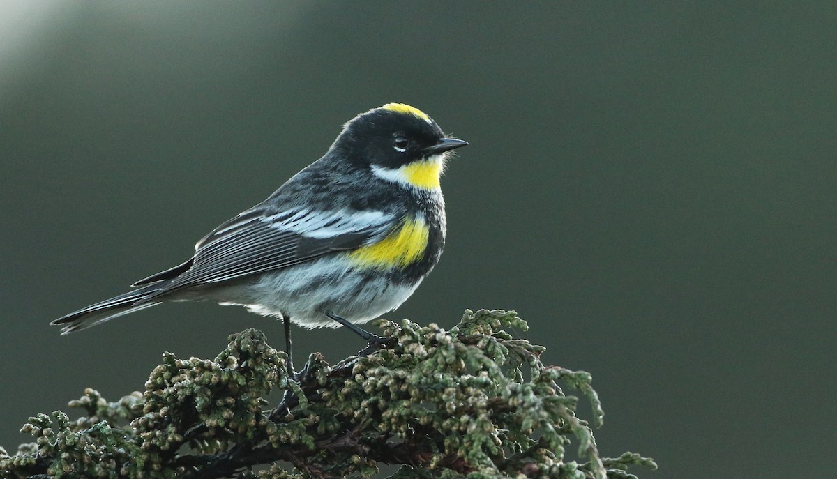 Yellow-rumped Warbler (Goldman's) - Luke Seitz