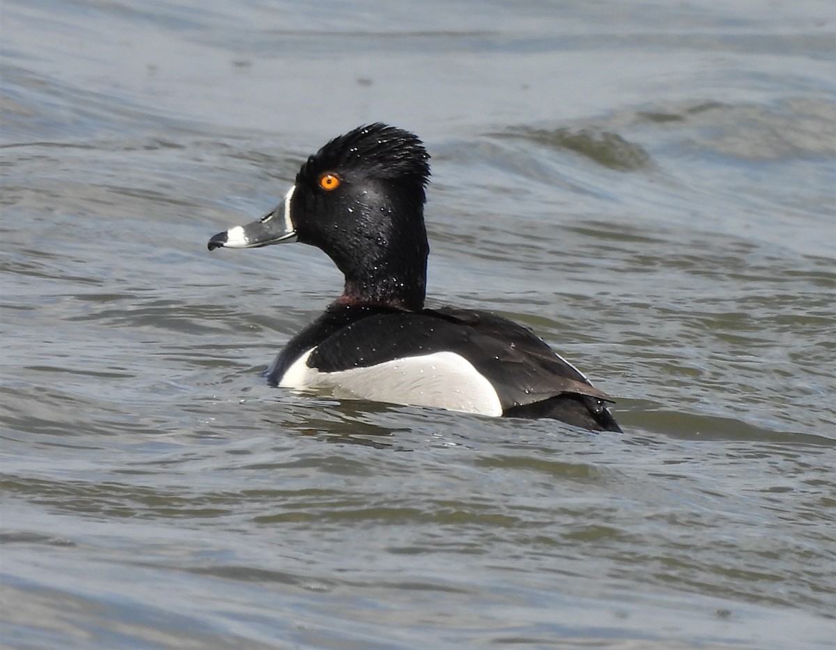 Ring-necked Duck - Paul McKenzie