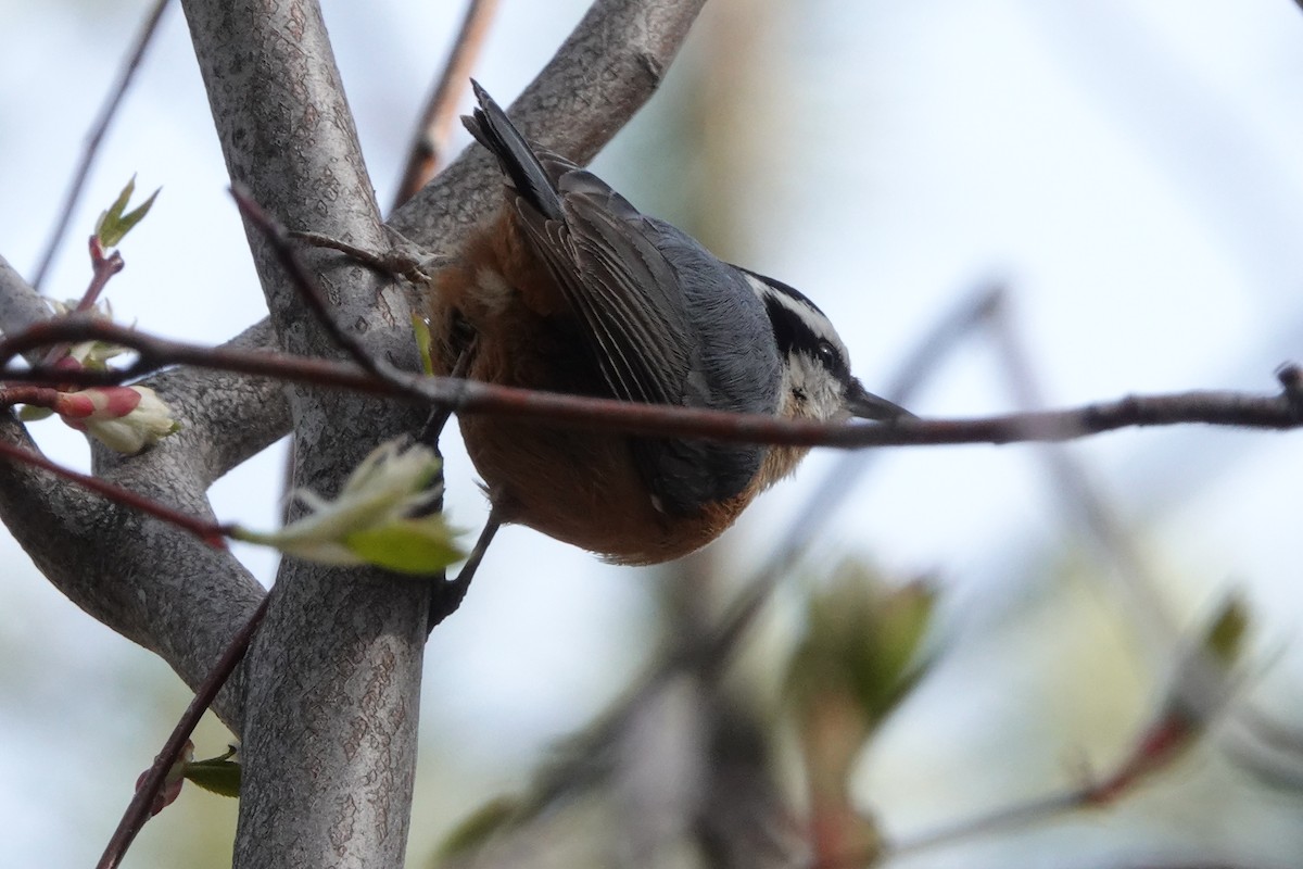 Red-breasted Nuthatch - ML432789701