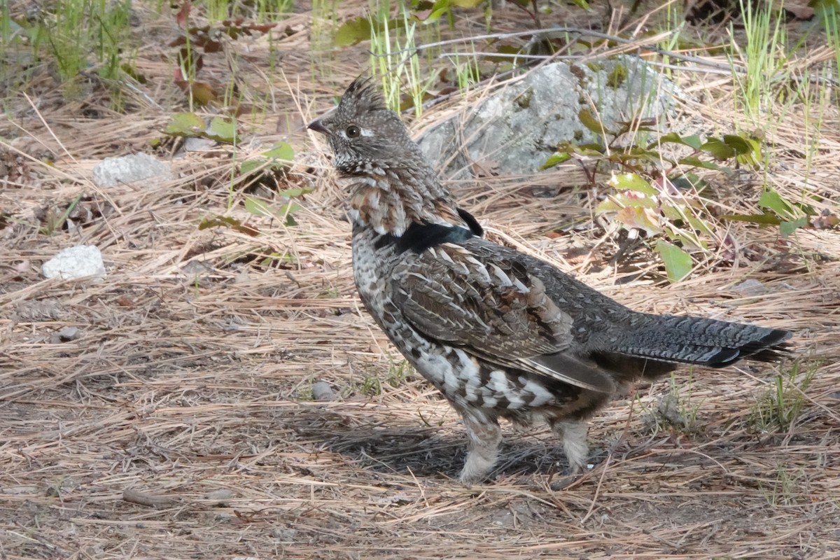 Kragenhuhn - ML432790131