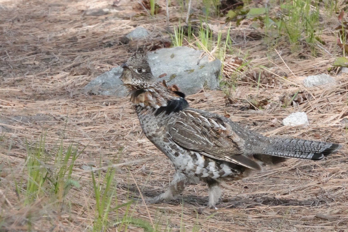 Ruffed Grouse - ML432790181