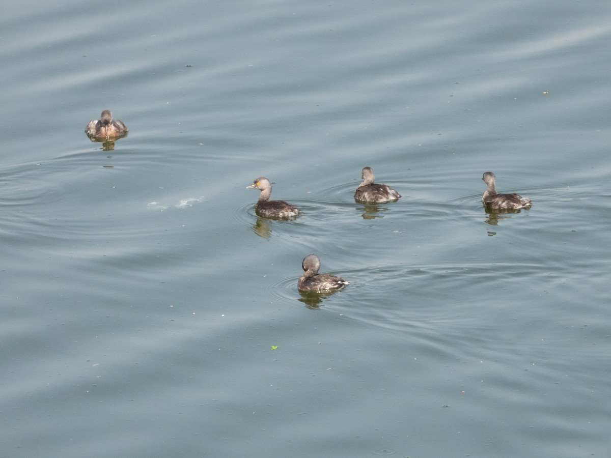 Least Grebe - ML432790211