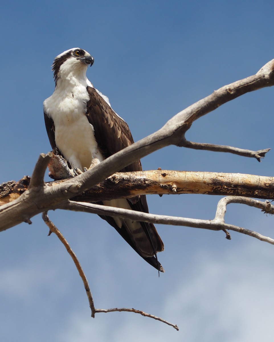 Falco pescatore - ML432790341