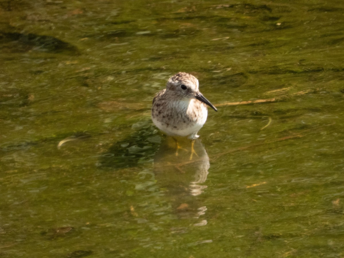 Least Sandpiper - ML432790581