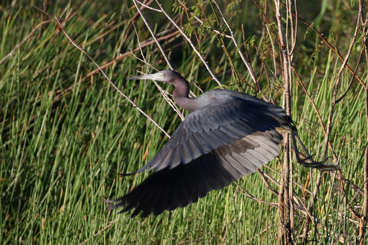 Little Blue Heron - ML432793771