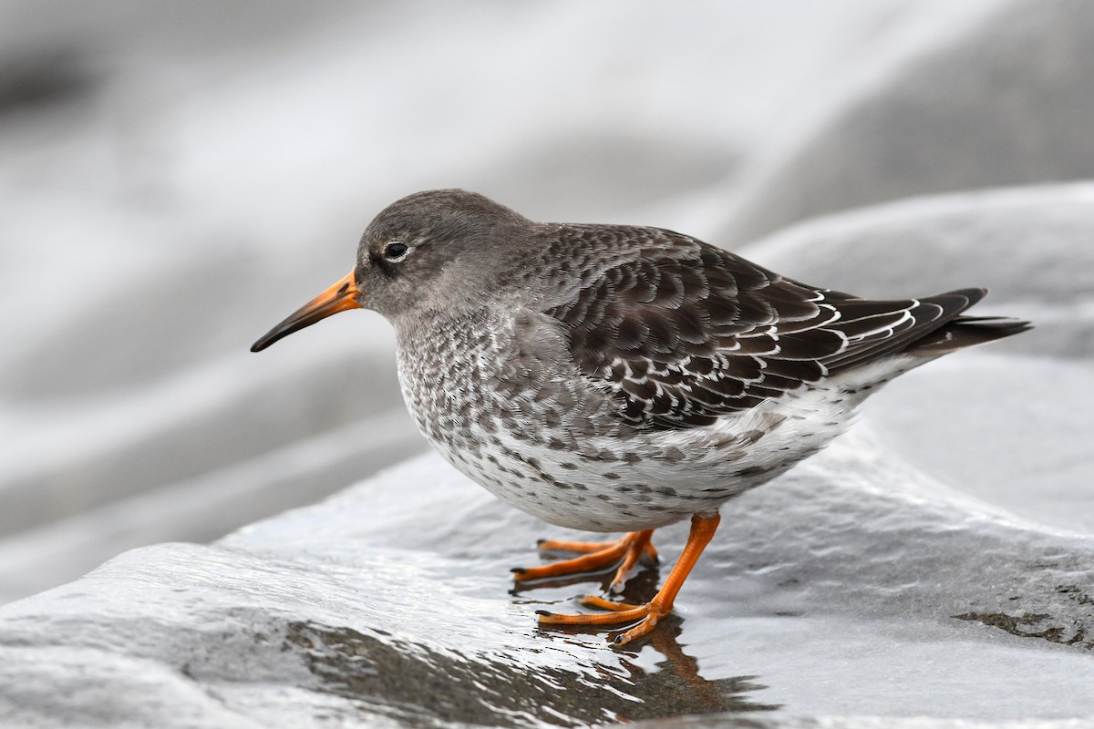 Purple Sandpiper - David M. Bell