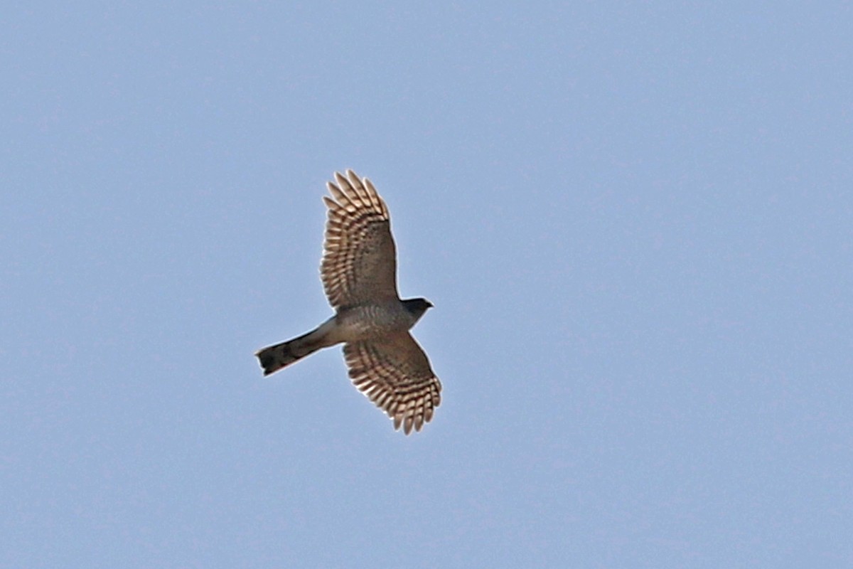 Sharp-shinned Hawk (Northern) - ML432794801