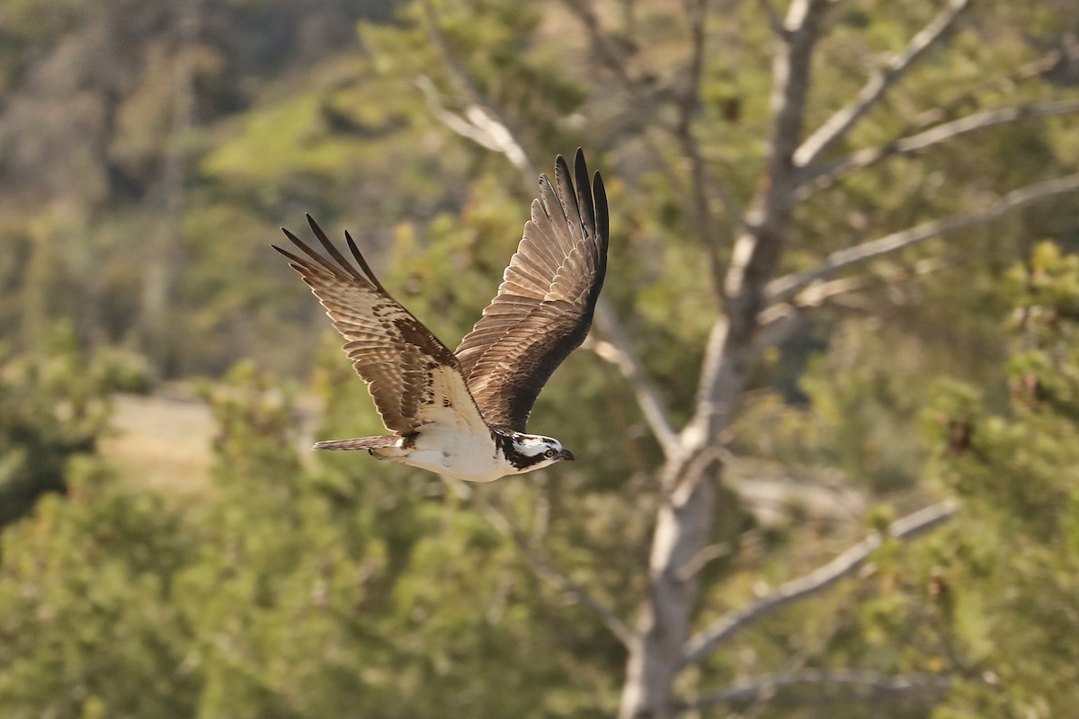 Osprey (carolinensis) - ML432794911