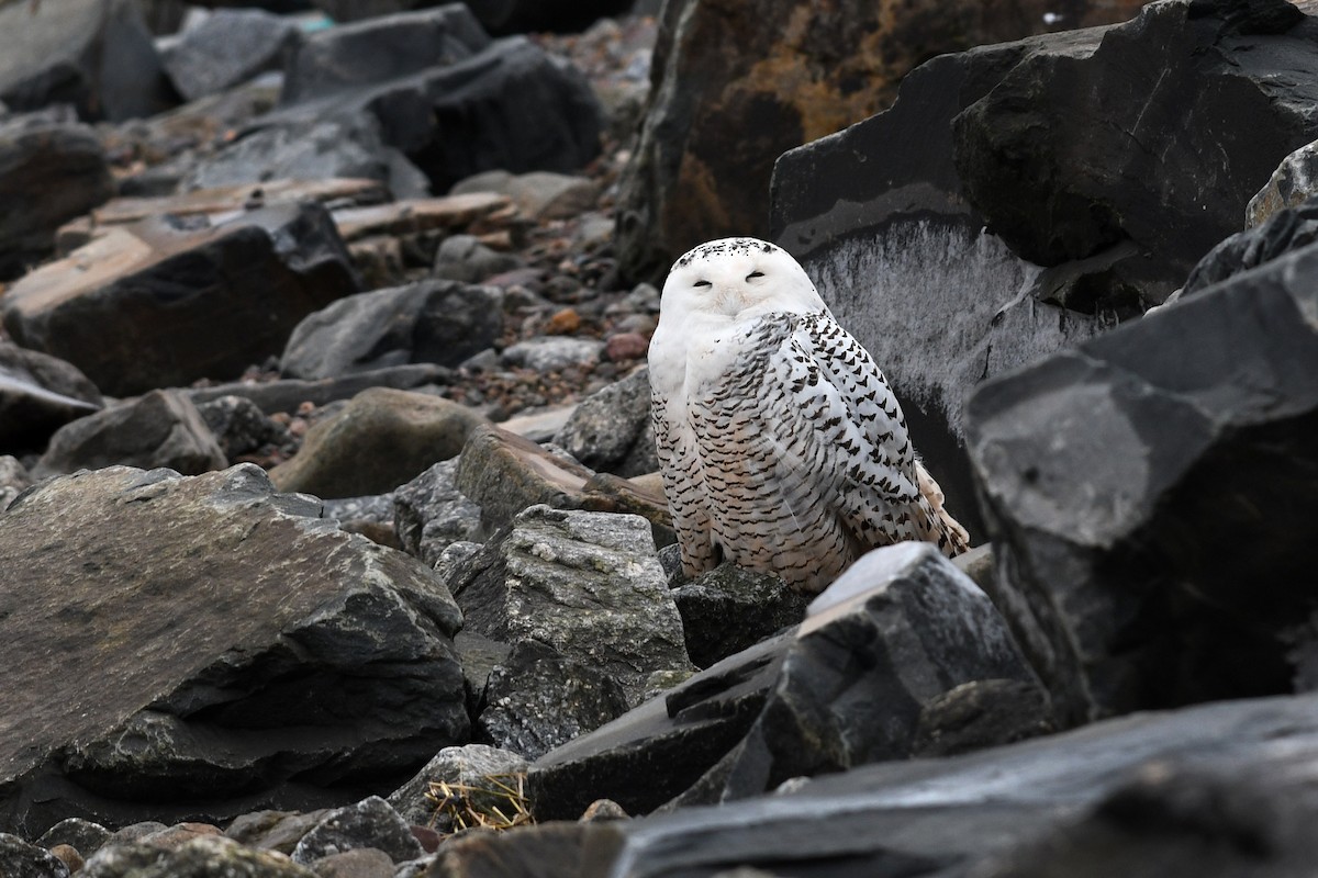 Snowy Owl - ML432795261