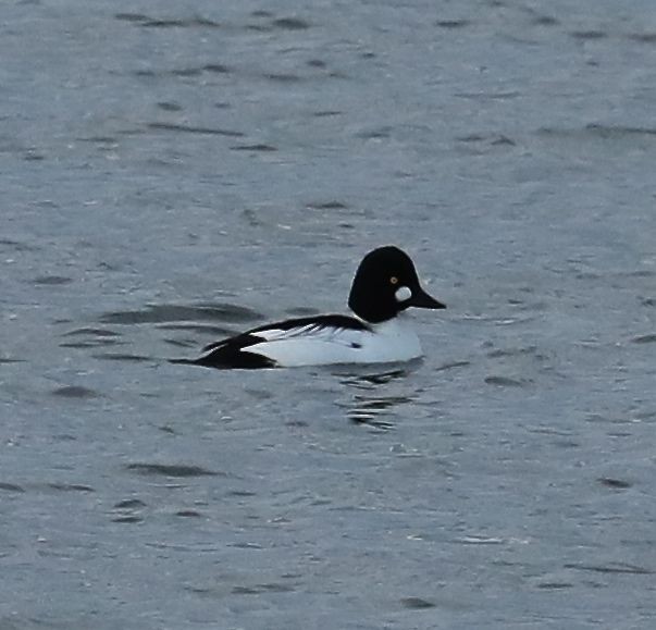 Common Goldeneye - Charles Lyon