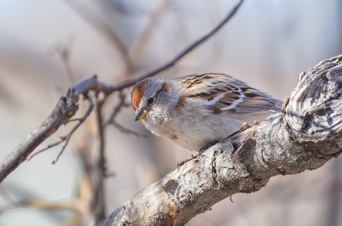 American Tree Sparrow - ML432797511