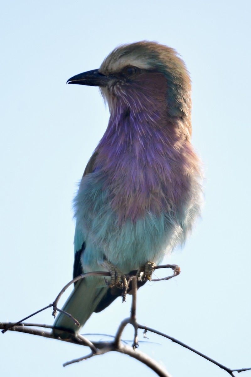 Lilac-breasted Roller - Brenda Raubenheimer