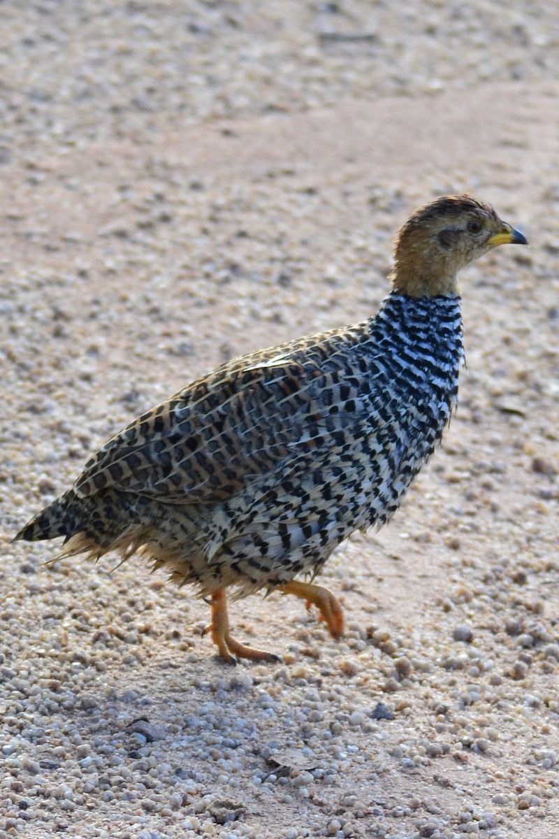 Coqui Francolin - ML432798691