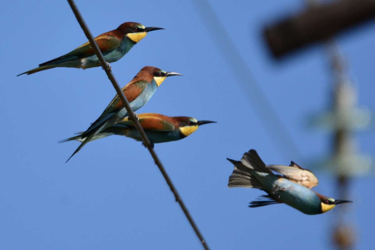 European Bee-eater - Brenda Raubenheimer