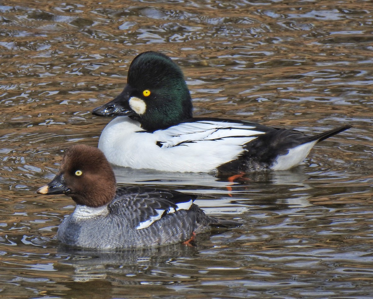 Common Goldeneye - ML432799061