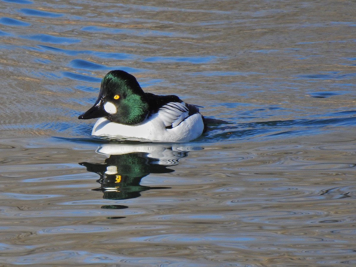 Common Goldeneye - ML432800751