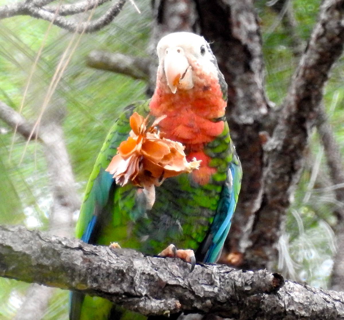 Cuban Parrot - ML43280131