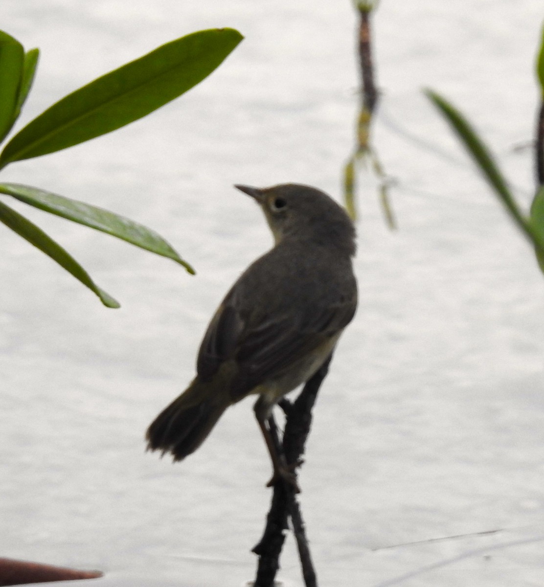 Yellow Warbler - ML43280191