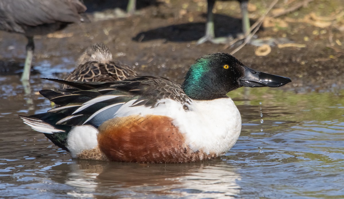 Northern Shoveler - Liam Huber