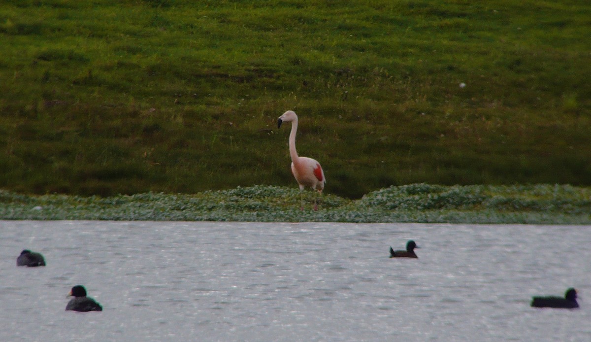 Chilean Flamingo - ML43280551