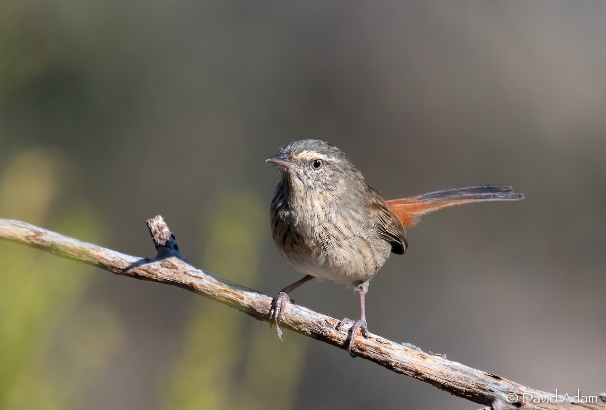 Chestnut-rumped Heathwren - ML432805691