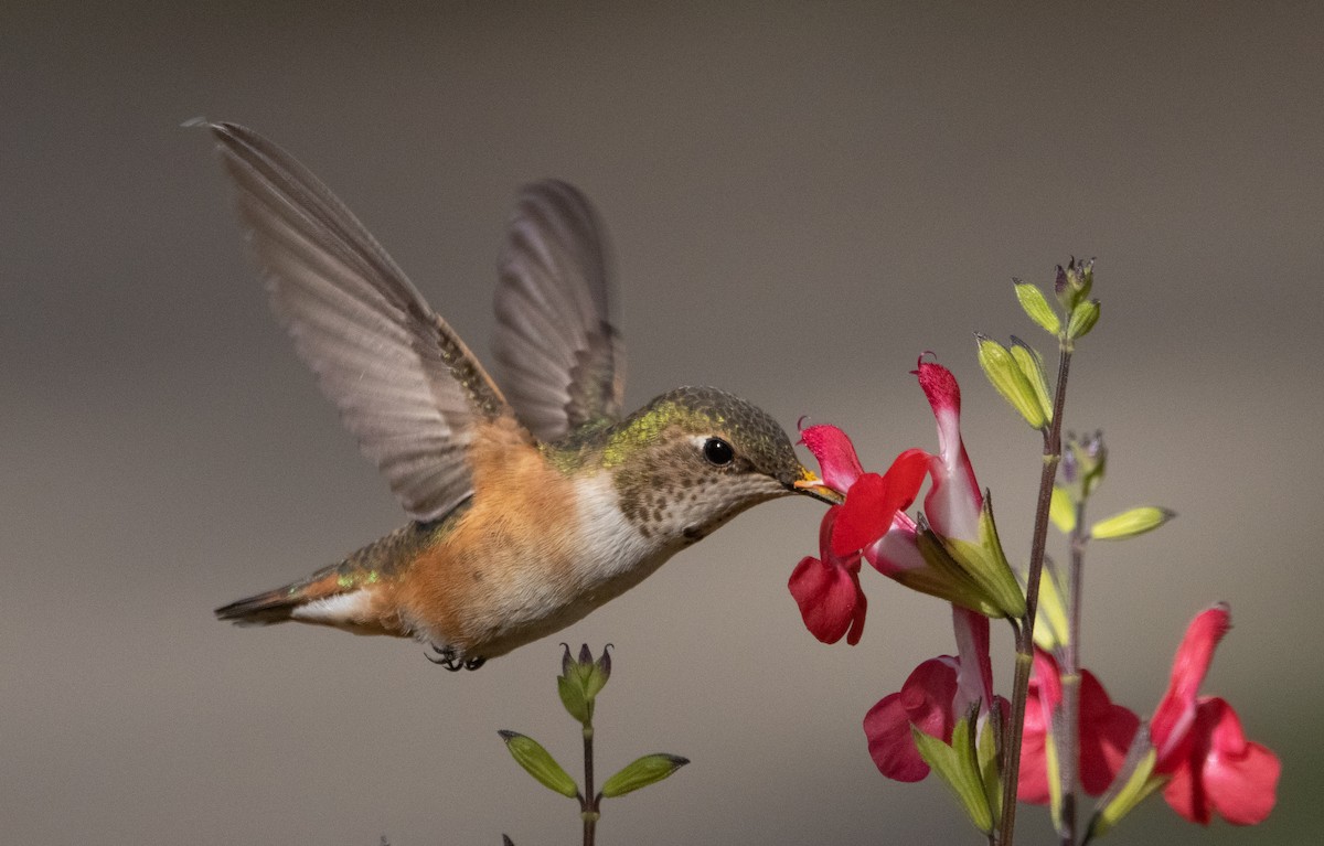 Rufous Hummingbird - Liam Huber