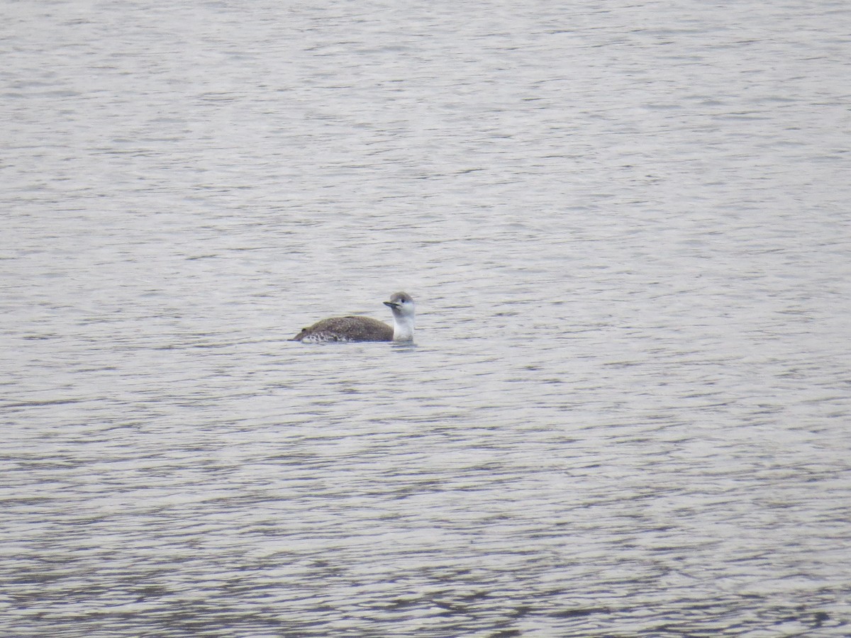 Red-throated Loon - ML432807481