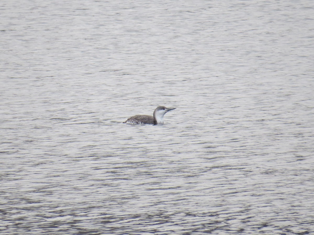 Red-throated Loon - ML432807491