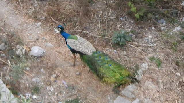 Indian Peafowl - ML432808251