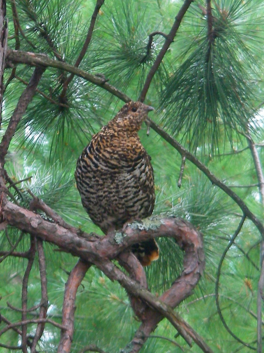 Spruce Grouse - ML432809051