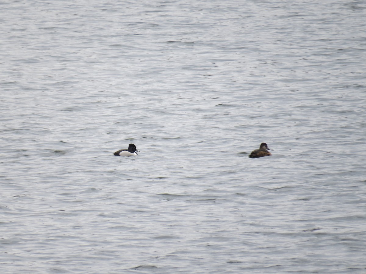 Ring-necked Duck - ML432809191