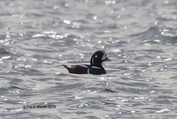 Harlequin Duck - ML43280931