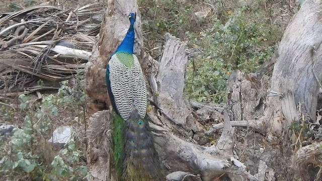 Indian Peafowl - ML432809331