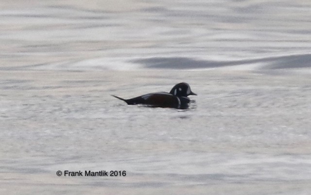 Harlequin Duck - ML43280941