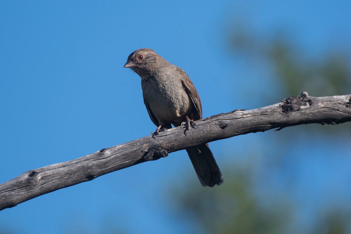 California Towhee - ML432809951