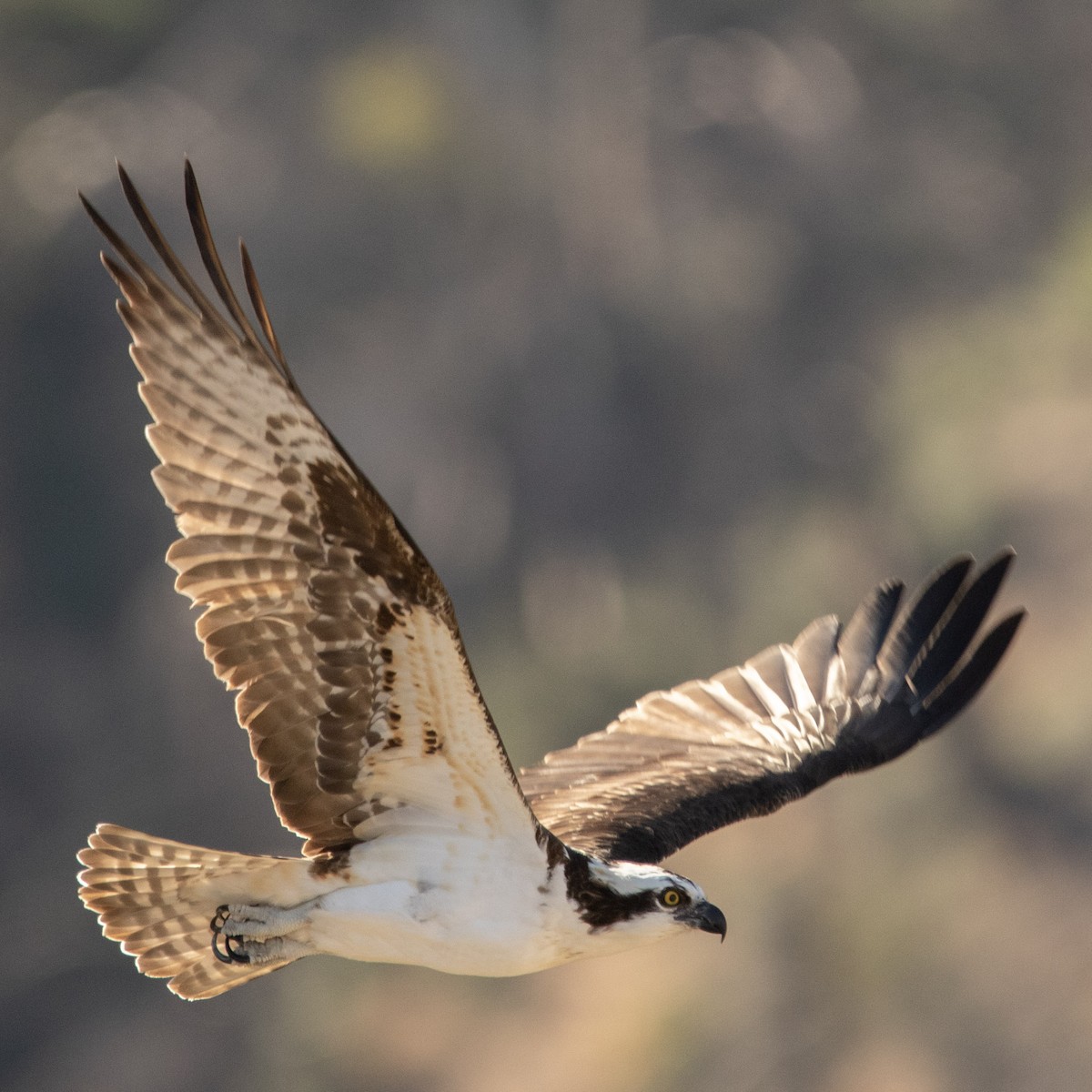 Osprey - ML432810281