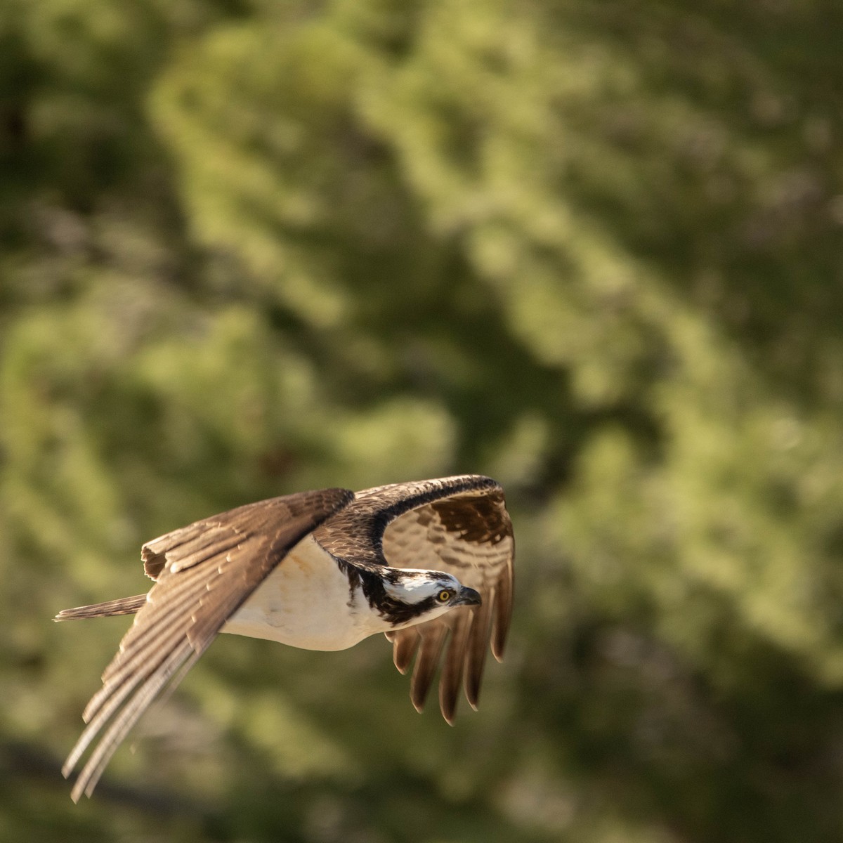 Osprey - ML432810321