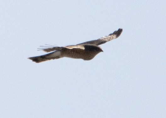 Sharp-shinned Hawk - ML432810381