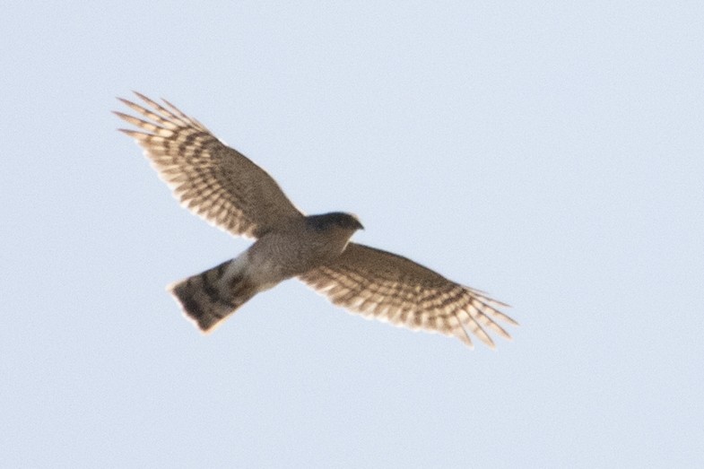 Sharp-shinned Hawk - Benny Jacobs-Schwartz