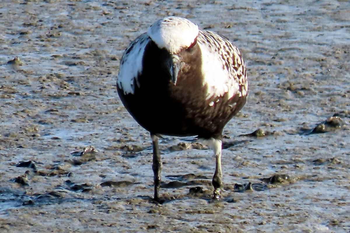 Black-bellied Plover - Tom Duncan