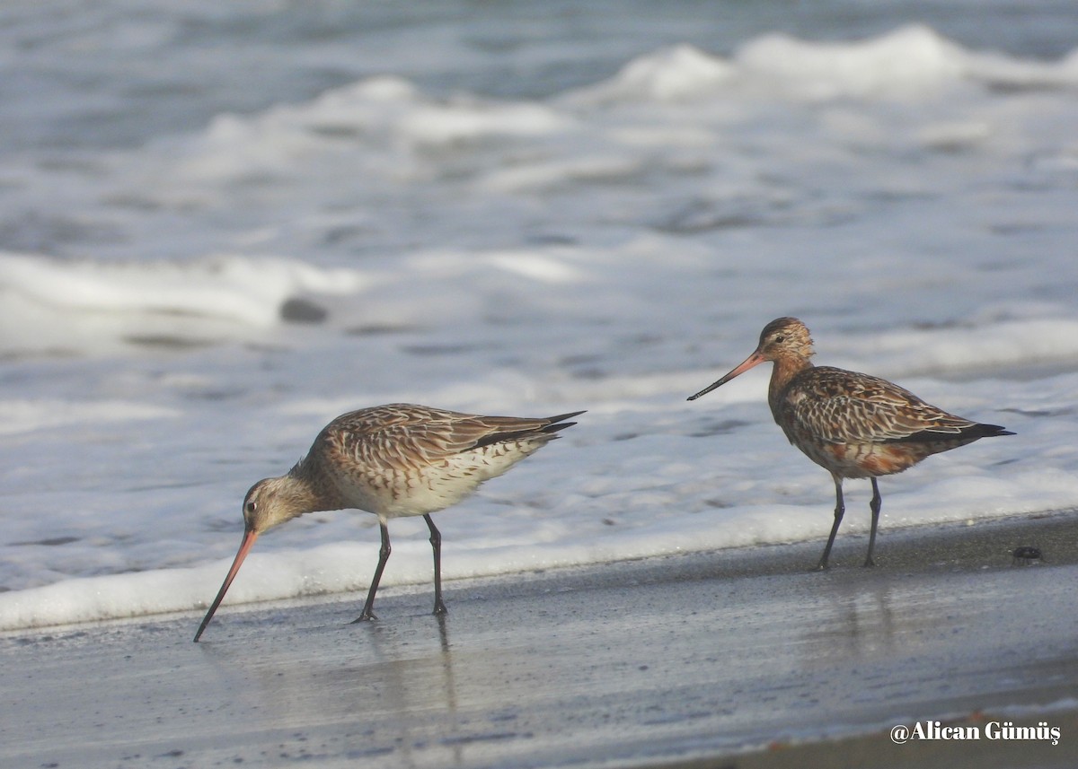 Bar-tailed Godwit - Alican Gümüş