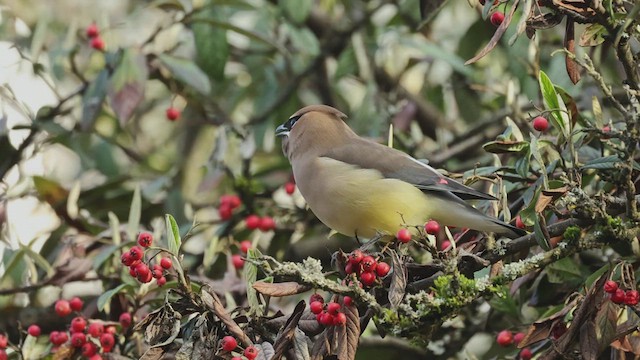Cedar Waxwing - ML432811631