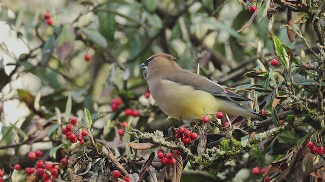 Cedar Waxwing - ML432811631