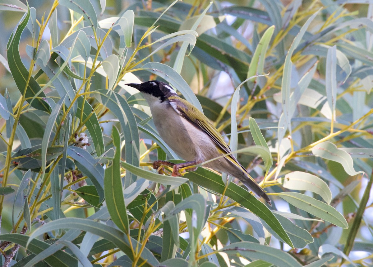 Gilbert's Honeyeater - ML432812801