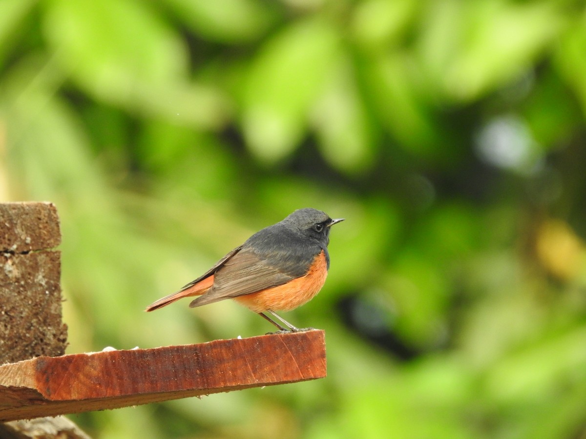 Black Redstart - ML432813061